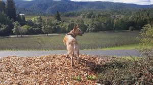 Join sittercity to contact pet sitters, check references, run background checks and read reviews. Dubbo Dog Heidi Adopted Through Australian Working Dog Rescue Moves To Portland The Bellingen Shire Courier Sun Bellingen Nsw