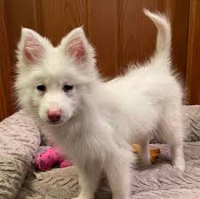 This post is about the bronx zoo, including what you can see there, how to get there, and the cost of. Available Puppies Best Pomsky Puppies