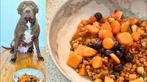 pitbull x vegan dog food recipe how to