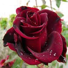awesome rose dp pics for your profile