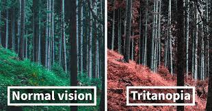 colorblind people with tritanopia see