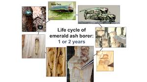 Emerald Ash Borer Vermont Invasives