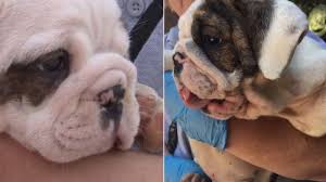 The english bulldog is a very popular breed with a wonderful temperament. 26 Bulldog Puppies Rescued From Hot Van Outside New Jersey Walmart The Dogington Post