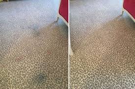 eco clean professional carpet