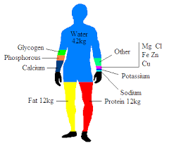 body organization and composition