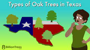 15 types of oak trees in texas