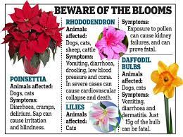 And again, like i said before, i don't even know of she ate any. The Garden Flowers That Can Kill Your Pet Owners Warned To Keep Four Legged Friends Away From Lilies And Poinsettias Daily Mail Online