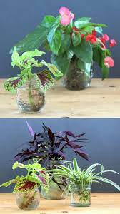grow beautiful indoor plants in water