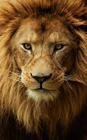 Lion HD Face iPhone Wallpapers ...