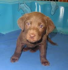 Making a commitment to obtain a chesapeake bay retriever puppy shouldn't be taken lightly. Chesapeake Bay Retriever Puppies Ready To Go For Sale In Hague Saskatchewan Nice Pets In Canada