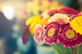 photo of flowers with bokeh background