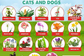 Poisonous Plants For Dogs