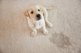 carpet cleaning bellevue carpet