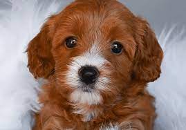 cavapoo puppies in nyc cute