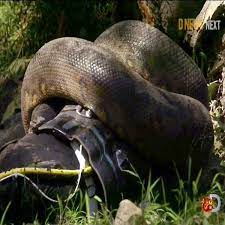 Watch moment conservationist tries to get an anaconda to eat him alive |  London Evening Standard | Evening Standard