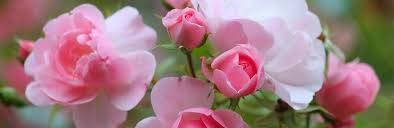 Wann und wie rosen und stammrosen richtig schneiden. Rosen Pflanzen Pflegen Und Schutzen Liebe Deinen Garten