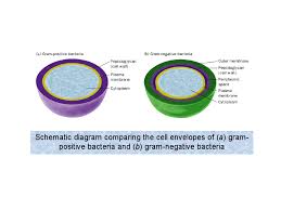 Schematic Diagram Comparing The Cell Envelopes Of A Gram