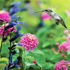 Hummingbird Garden Mix