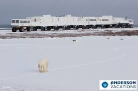 Churchill Tour (7-Day Tundra Buggy Lodge Polar Bear Point Tour)