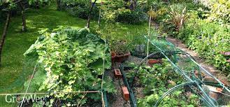 Vegetables That Grow Well In The Shade