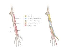 The long radial extensor of the wrist (m.extensor carpi radialis longus) begins with muscle beams on the lateral epicondyle of the humerus and the lateral intermuscular septum of the shoulder. Forearm Wrist And Hand Amboss