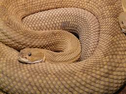 Die giftigsten schlangen der welt black mamba. Die Giftigsten Schlangen Der Welt Rangliste Tierwissen