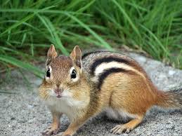 stop chipmunks digging holes in your yard