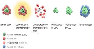 Presence And Role Of Stem Cells In Ovarian Cancer