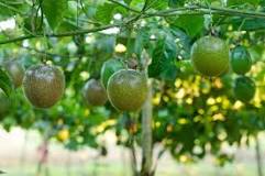 How do you know when a passionfruit is ready to eat?