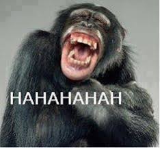 Resultado de imagem para macaco a rir