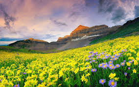 beautiful mountain flowers scenery hd