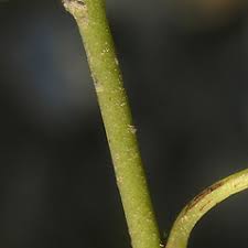 Samolus valerandi (seaside brookweed): Go Botany