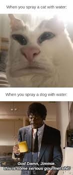 Spraying cat with water meme. When You Spray A Cat With Water