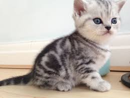 See a list of seven places to get free free kittens online. Stunning Bsh Spotty Tabby Kittens For Sale Swindon Wiltshire Pets4homes Silver Tabby Kitten Tabby Kitten Cute Cats And Kittens