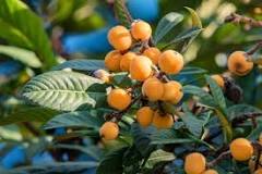 Do you need two loquat trees to produce fruit?