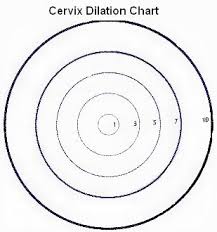 Cervical Dilation Chart How Big Does The Cervix Dilate To