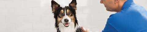But there are many other incentives as well, including your pet's health and happiness. Dog Grooming Faq Health Vaccination Requirements Booking More Petsmart