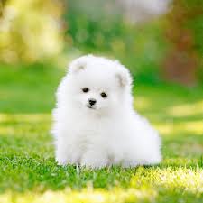 are pomeranians good for first time dog