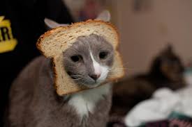You really can make a simple copycat recipe for dinner. Why Is My Cat Such A Bread Bandit Here S Why Your Kitty Loves Bread