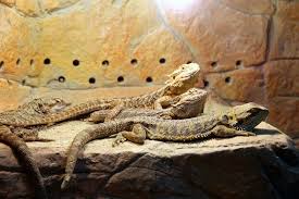 bearded dragon habitat what is the