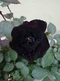 black rose flower plant in dhaka