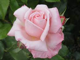 fragrance in roses grownups new zealand