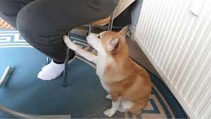 手が止まってますよ。」撫でるのをやめると、お知らせと言う名の催促をしてくる、可愛すぎる柴犬。【動画】 | 柴犬ライフ [Shiba-Inu Life]