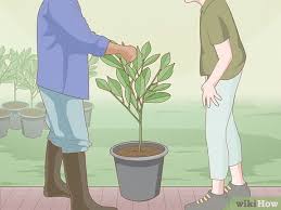 How To Plant Fruit Trees With Pictures
