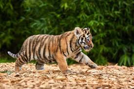 royalty free baby tiger images