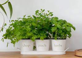 herb pots