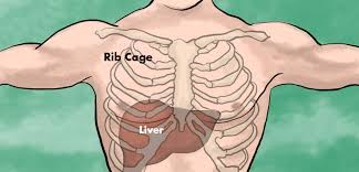 As a result, right side abdominal pain may be due to different conditions than left side abdominal pain. Has The Liver Always Been Completely Behind The Rib Cage Sherdog Forums Ufc Mma Boxing Discussion