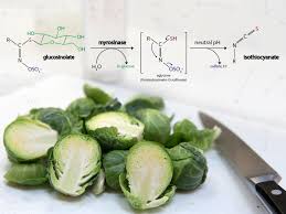 brussels sprouts the nutrition source