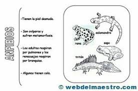 Algunos ejemplos de animales que respiran por la piel son los siguientes. Animales Vertebrados Anfibios Web Del Maestro