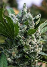 The unique fragrance and flavour, the perfect balance of indica and sativa and the potent thc level of gorilla glue weed make it the best strain to deliver you. Gorilla Glue 4 Seeds Marijuana Grow Shop